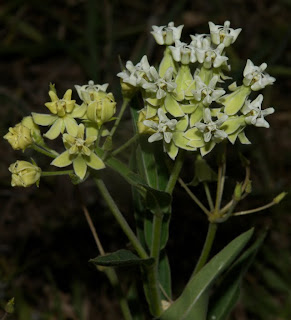 Asclepias%2Bmellodora1.jpg