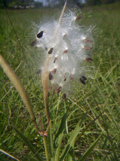 Asclepias%2Bmellodora2.jpg