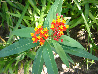 Asclepias+curassavica+2.JPG