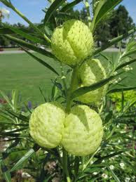 asclepias1.jpe