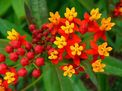 asclepias1.JPG