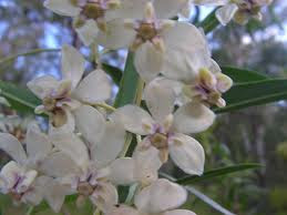 asclepias3.jpe