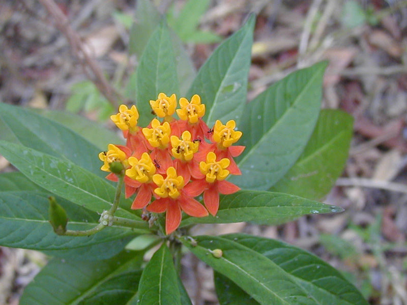 asclepias_curassavica.jpg