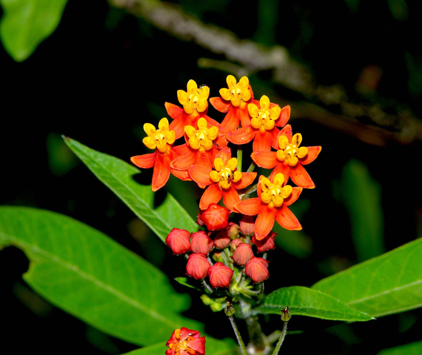 asclepias_curassavica_1758_04.jpg