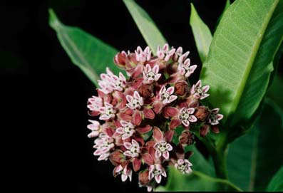 Asclepias_syriaca1w.jpg