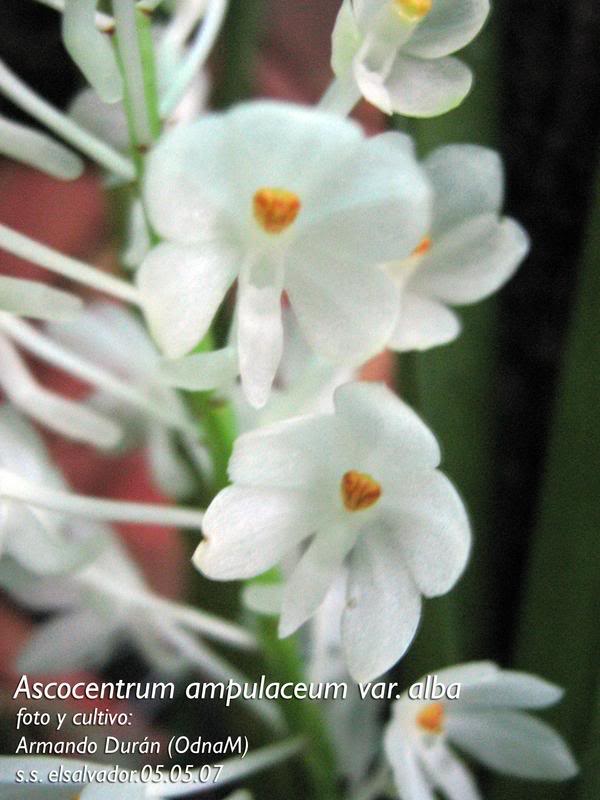 ascocentrumampuaceumvar1.jpg
