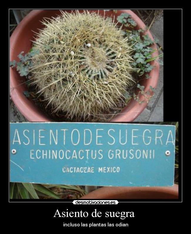 asientodesuegra.jpg