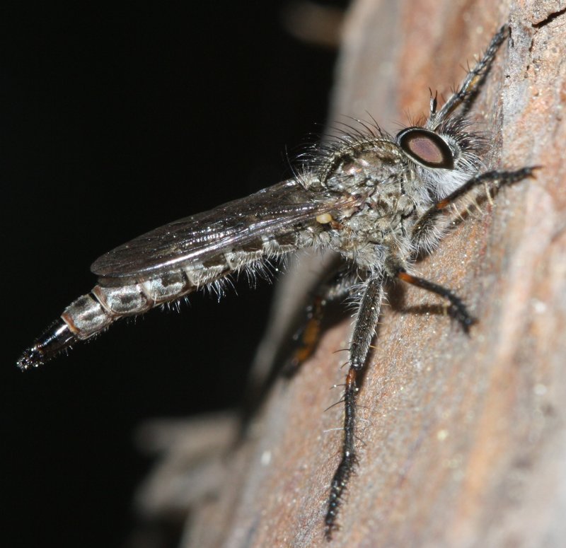 Asilidae%201.jpg