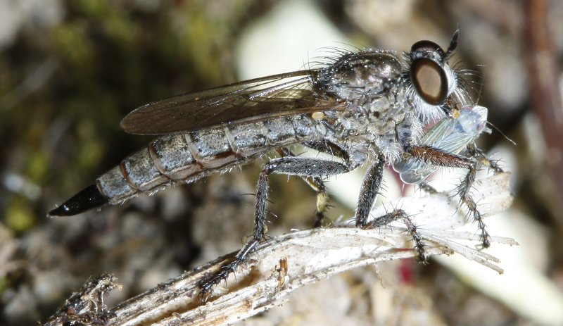 asilidae%20y%20presa_2858.jpg