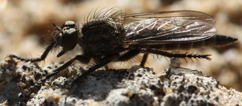 asilidae.jpg
