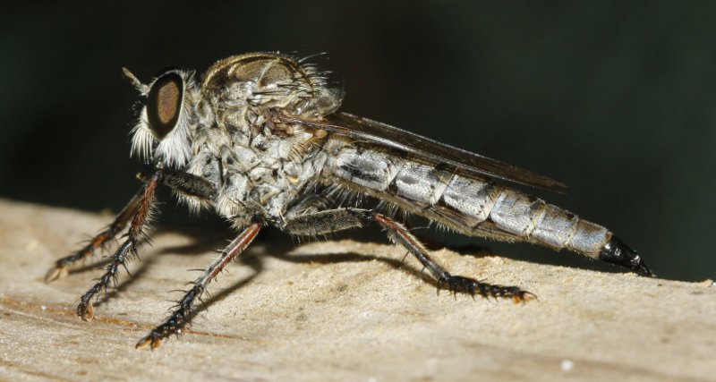 Asilidae_3507.jpg