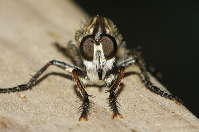 Asilidae_3512.jpg