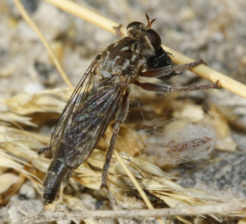 Asilidae_3524.jpg