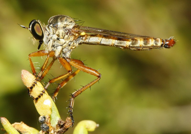 Asilidae_3541.jpg