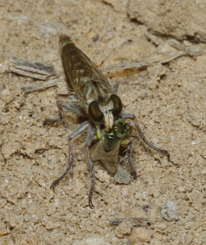 Asilidae_3783.jpg