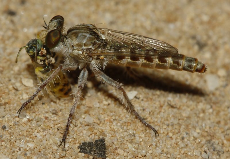 Asilidae_3790.jpg