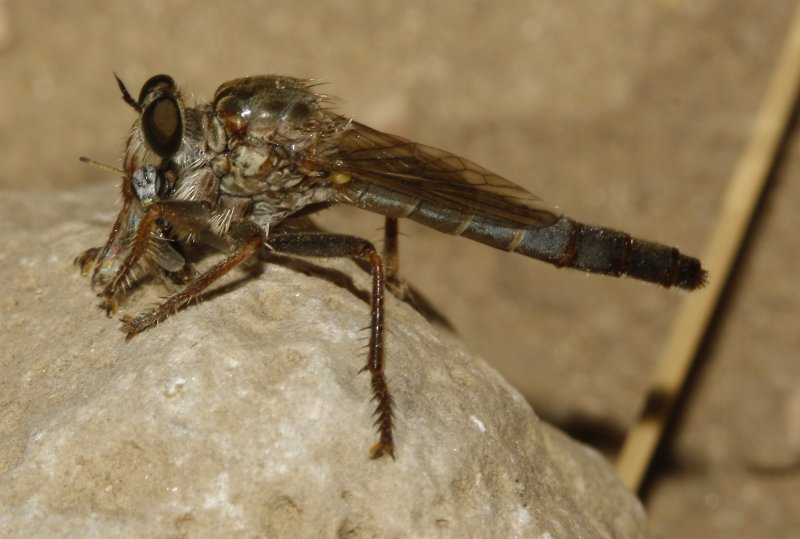 Asilidae_4856.jpg