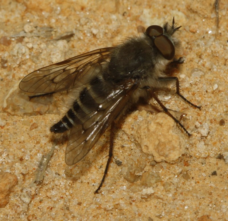 Asilidae_5376.jpg