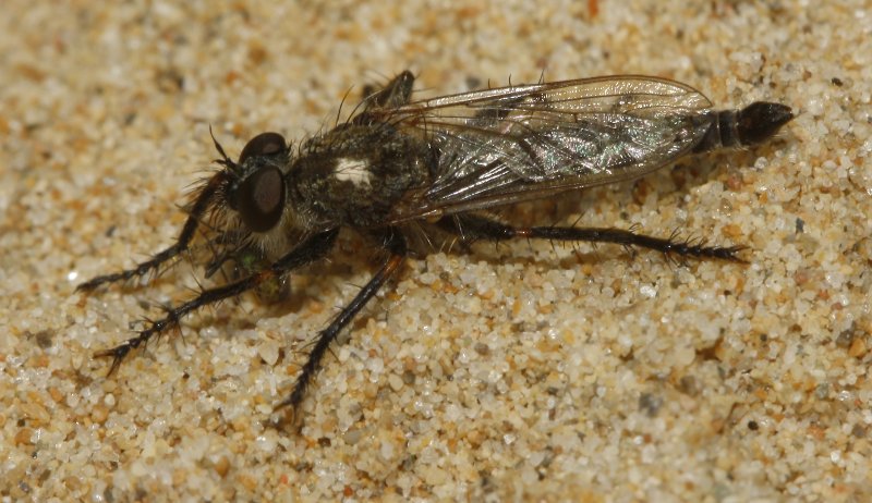 Asilidae_5442.jpg