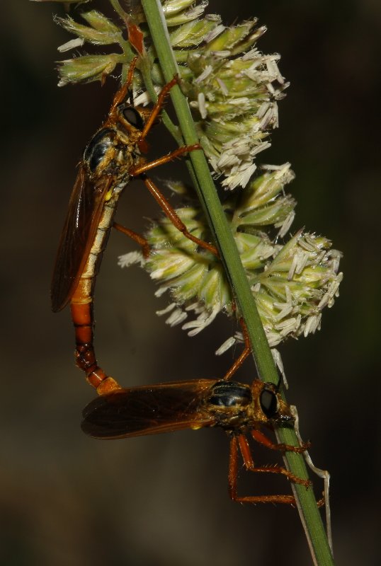 asilidae_8162.jpg