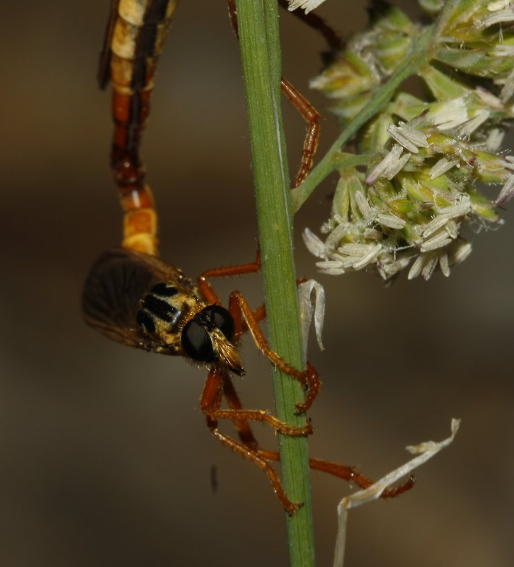 asilidae_8164.jpg