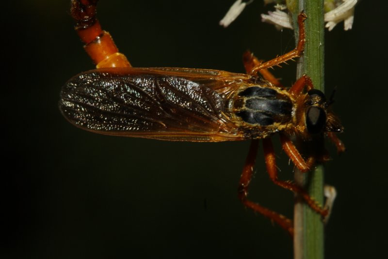 asilidae_8165.jpg