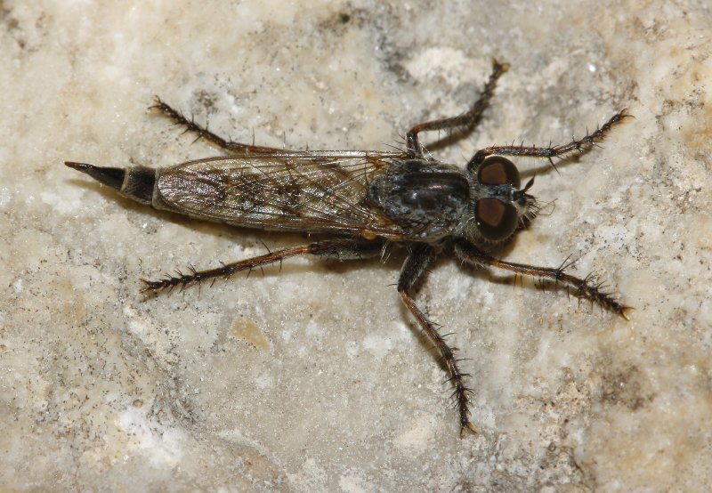 asilidae_8229.jpg