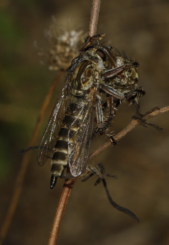 asilidae_canibalismo_6875.jpg