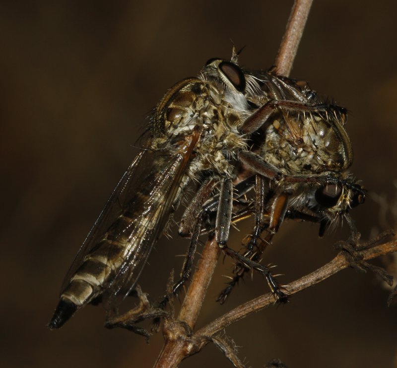 asilidae_canibalismo_6878.jpg