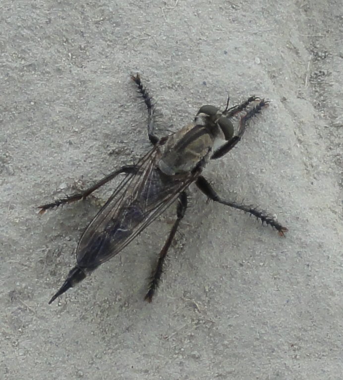 asilidae_DSC01137.jpg