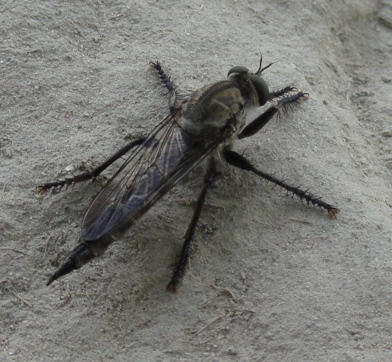 asilidae_DSC01138.jpg