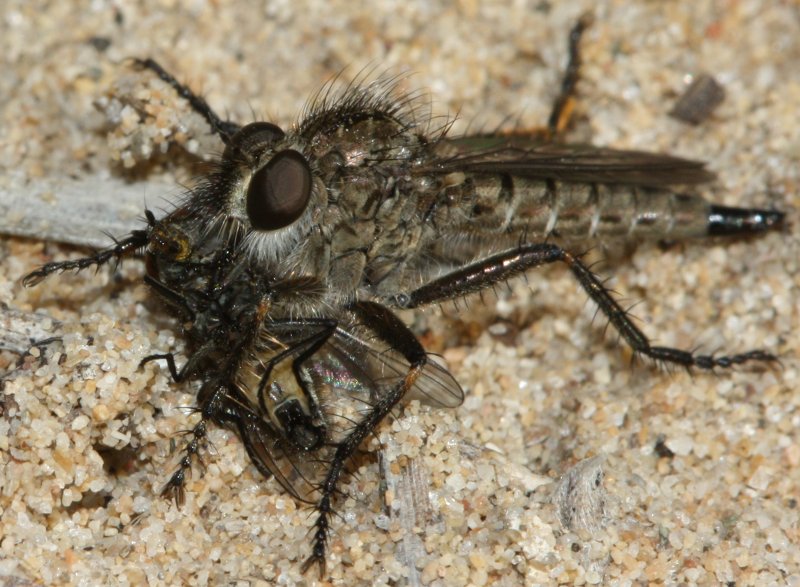 asilidaepresa.jpg