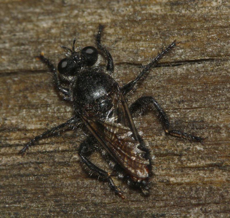 asilido_7560.jpg