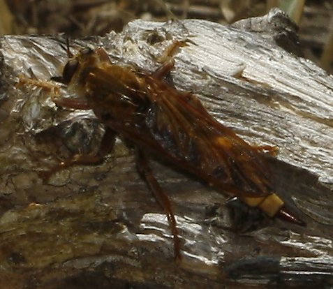 asilus_cabroniformis_6705.jpg