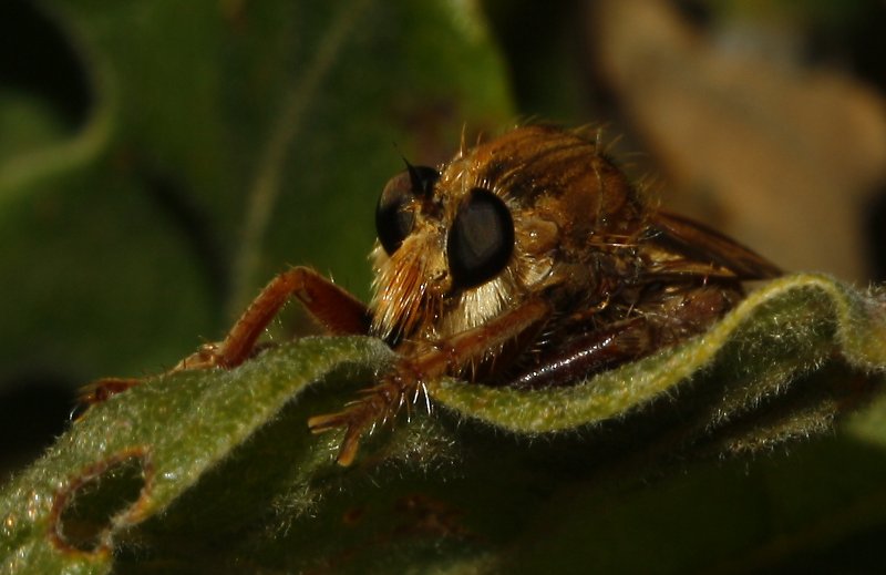 asilus_cabroniformis_6782.jpg