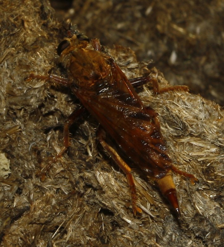 asilus_cabroniformis_6784.jpg