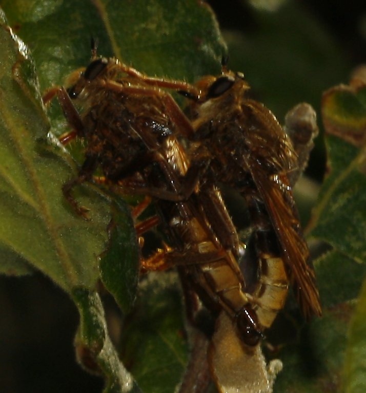 asilus_cabroniformis_copula_6781.jpg