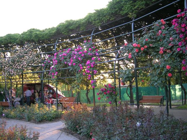 Asociaci_n_de_la_Rosa_24-25-26_Octubre_093.jpg