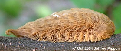 asp-caterpillar041015-555santaanaz.jpg