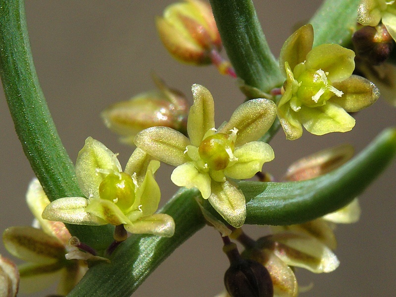 Asparagus%20horridus_001055_JVR_2_4_800px.jpg