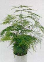 asparagus-plumosus.jpg