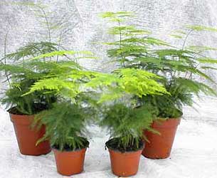 asparagus-plumosus.jpg