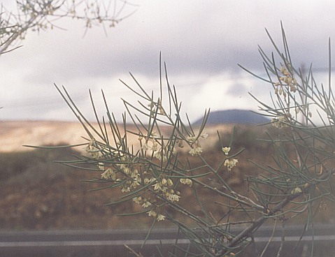 asparagus_arborescens.jpg