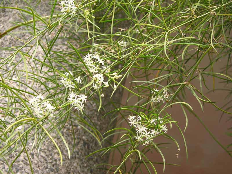 Asparagus_cochinchinensis.jpg
