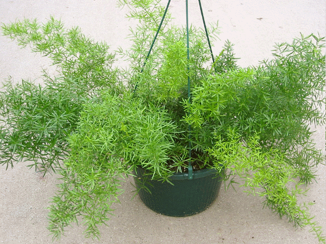 asparagusfern.gif
