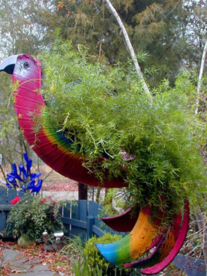 asparagusfernintireparrot_000.jpg