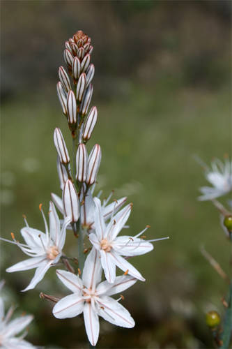 Asphodelus_aestivus.JPG