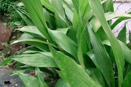 aspidistra-01-450x300.jpg