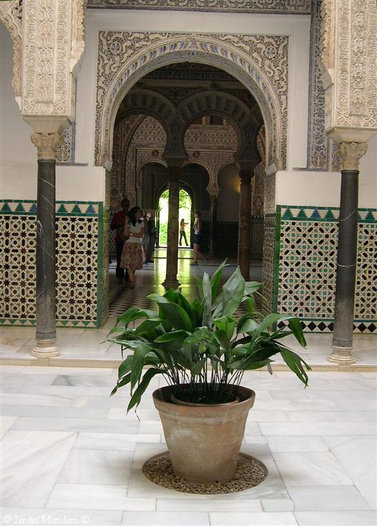 aspidistra-mudejar2.jpg