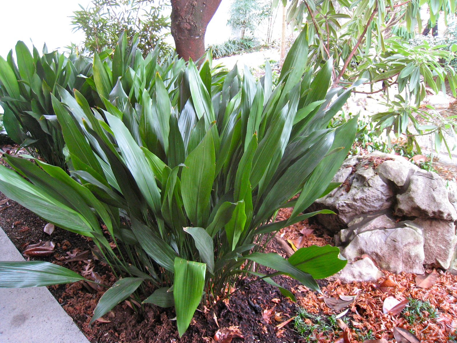 aspidistra_plant.jpg